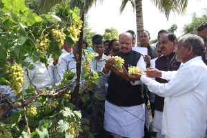 अवकाळी पावसाने नुकसान झालेल्या पिकांची पालकमंत्री डॉ. सुरेश खाडे यांनी केली पाहाणी (4)