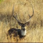 पावसाळ्यात सागरेश्वरचं सौंदर्य असं खुललेलं असतं (1)