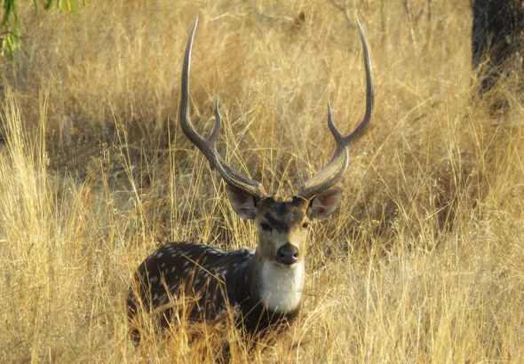 पावसाळ्यात सागरेश्वरचं सौंदर्य असं खुललेलं असतं (1)