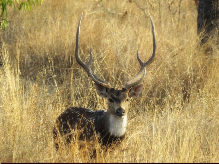 पावसाळ्यात सागरेश्वरचं सौंदर्य असं खुललेलं असतं (1)